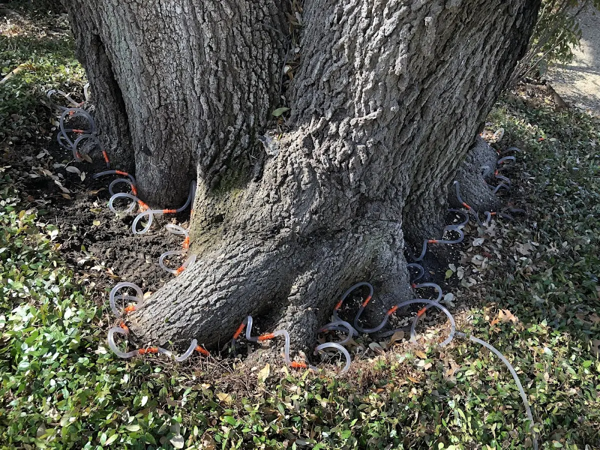 Detailed Tree Cabling and Bracing job site in Midland