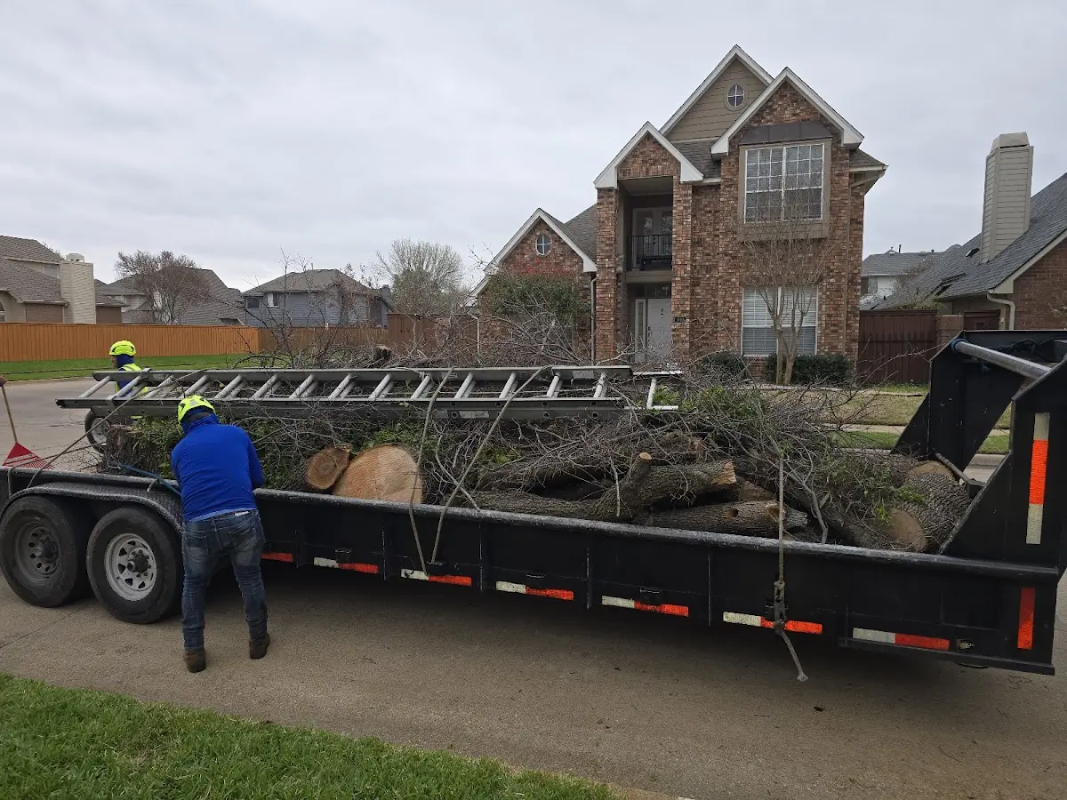 Expert Tree Removal with proper safety equipment in Midland
